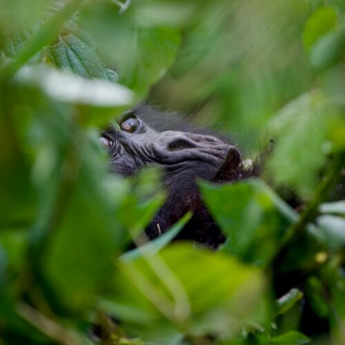 Young gorilla in the grass of the forest