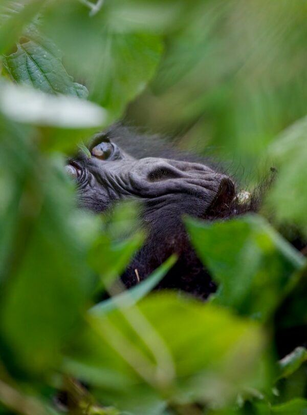 Young gorilla in the grass of the forest