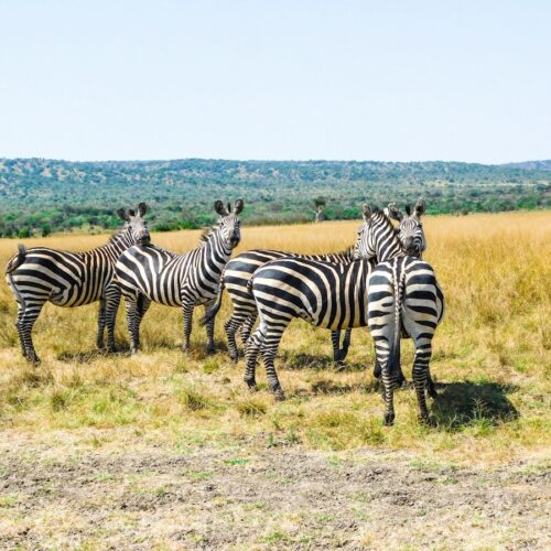 Zebras in Akagera National Park, Rwanda