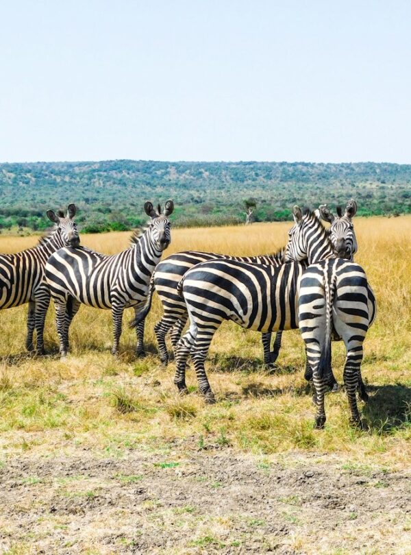 Zebras in Akagera National Park, Rwanda